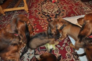 Jamnik d�ugow�osy